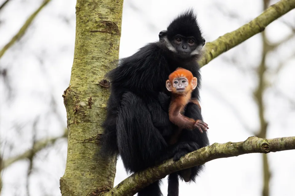 Dù là ngày cuối tuần song công việc của tuổi Thân trong ngày hôm nay lại diễn ra vô cùng thuận lợi