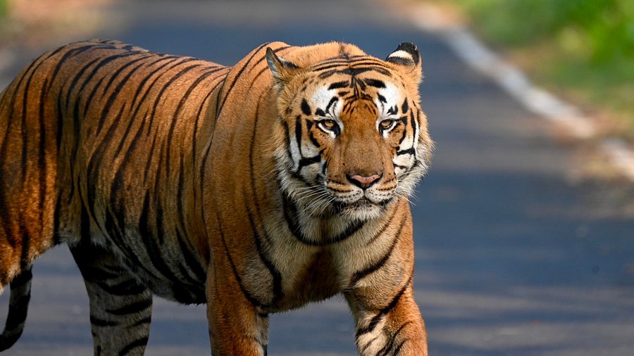 Tử vi hôm nay dự đoán rằng tuổi Dần có quý nhân đồng hành, giúp con đường công danh ngày càng hanh thông