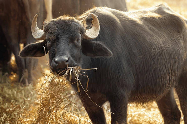 Tuổi Sửu được hưởng ngày tam hợp nên vận trình rực rỡ, công việc thuận lợi