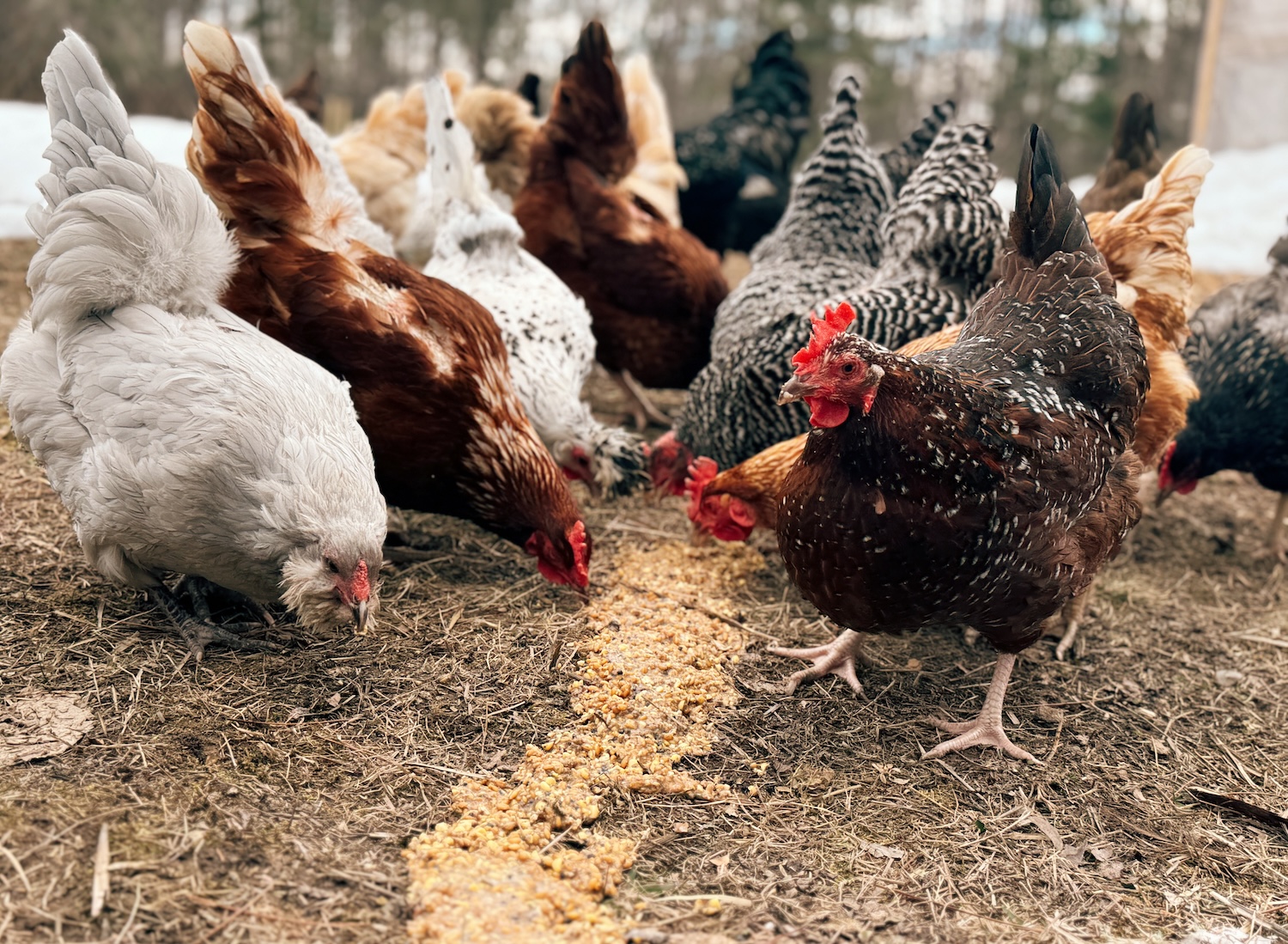 Tử vi cho rằng đây là thời điểm tốt để tuổi Dậu phát triển các mối quan hệ