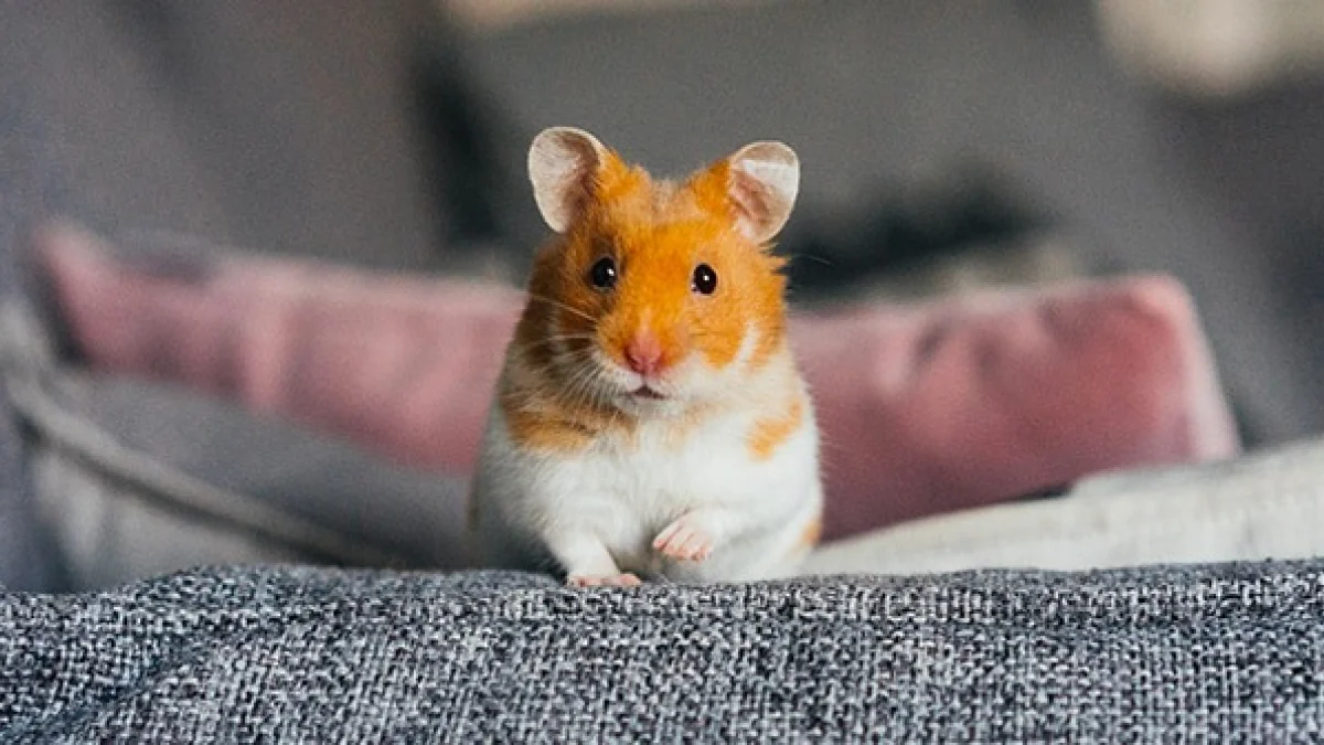 Vận trình hôm nay của tuổi Tý nằm trong thế tam hợp, nhờ đó con đường tiền bạc khởi sắc rõ rệt