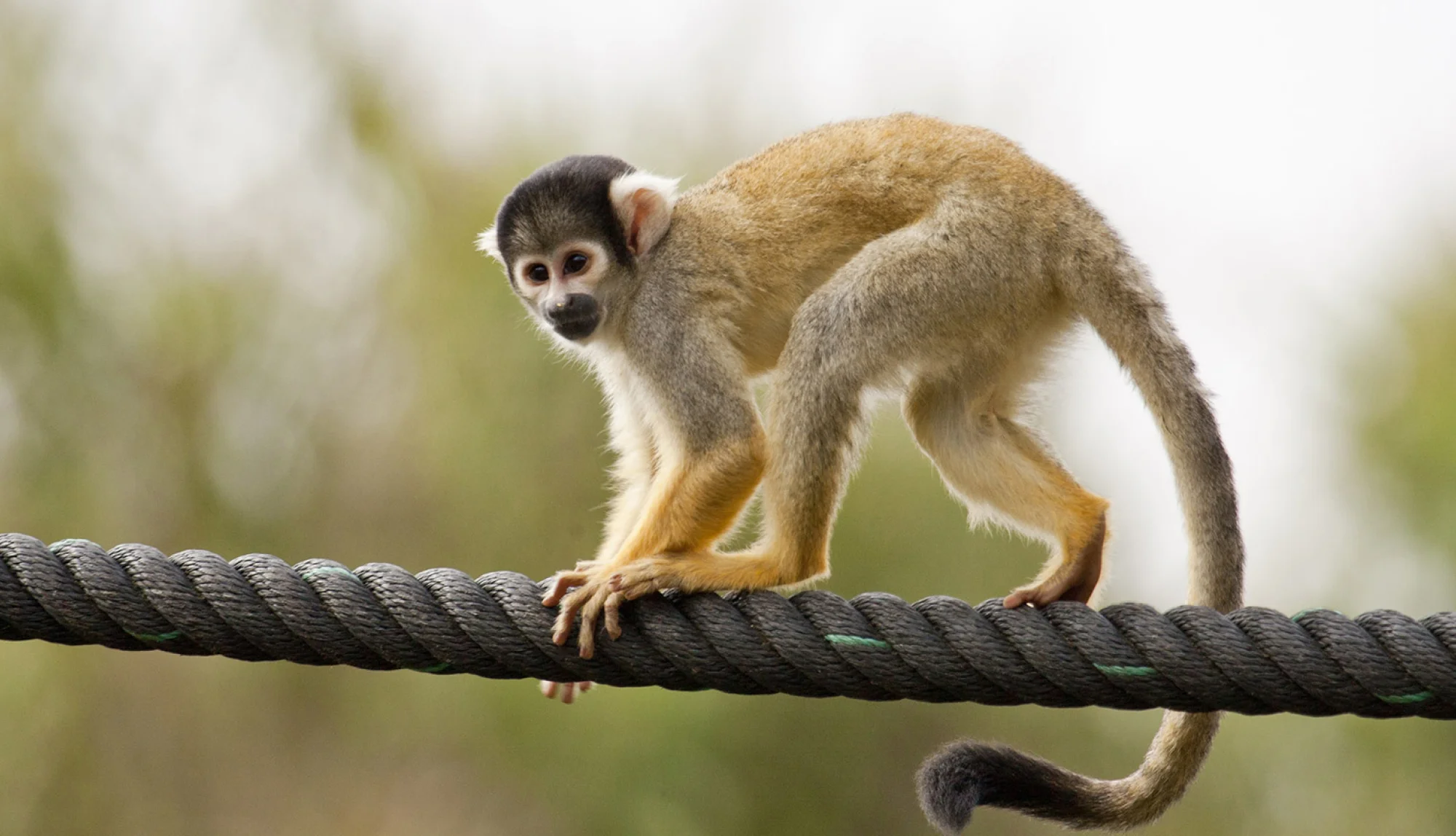 Thứ 4 này mang tới cho người tuổi Thân nhiều niềm vui trong chuyện tình cảm