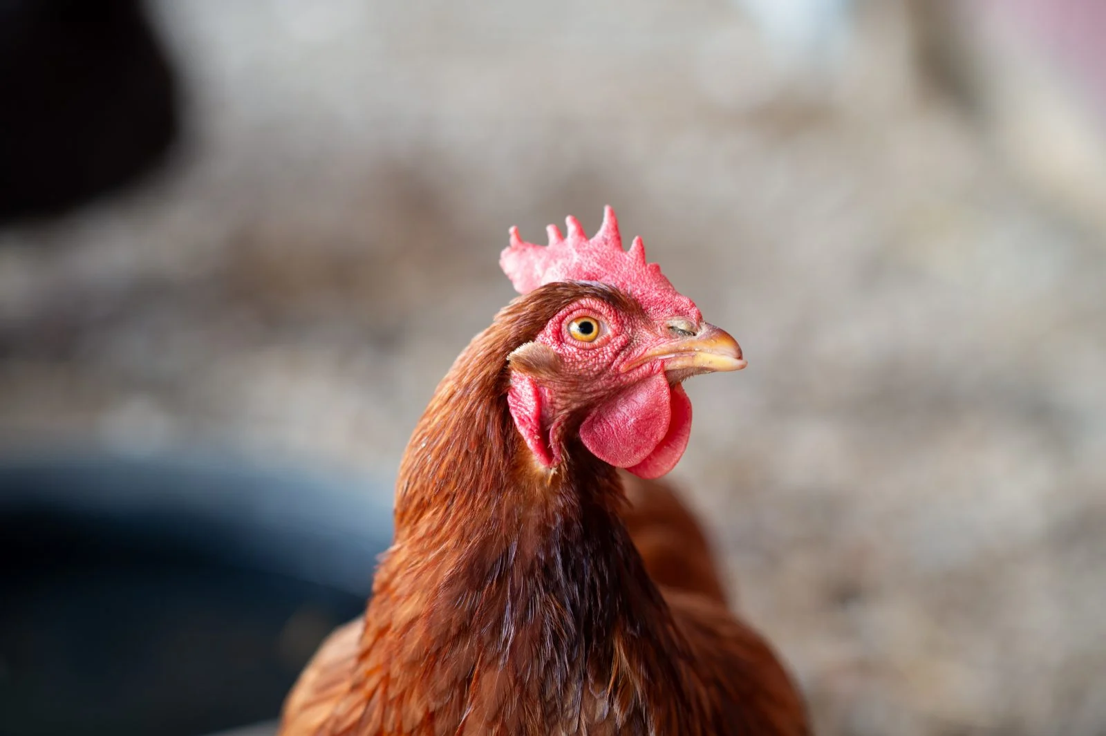 Hôm nay tuổi Dậu sẽ đón nhận được nhiều tin vui liên quan đến tài chính