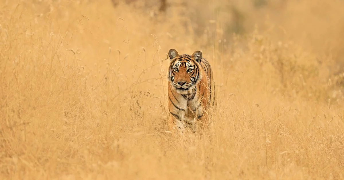 Chủ Nhật này mang tới cho tuổi Dần nhiều vận may và cơ hội mới trong công việc