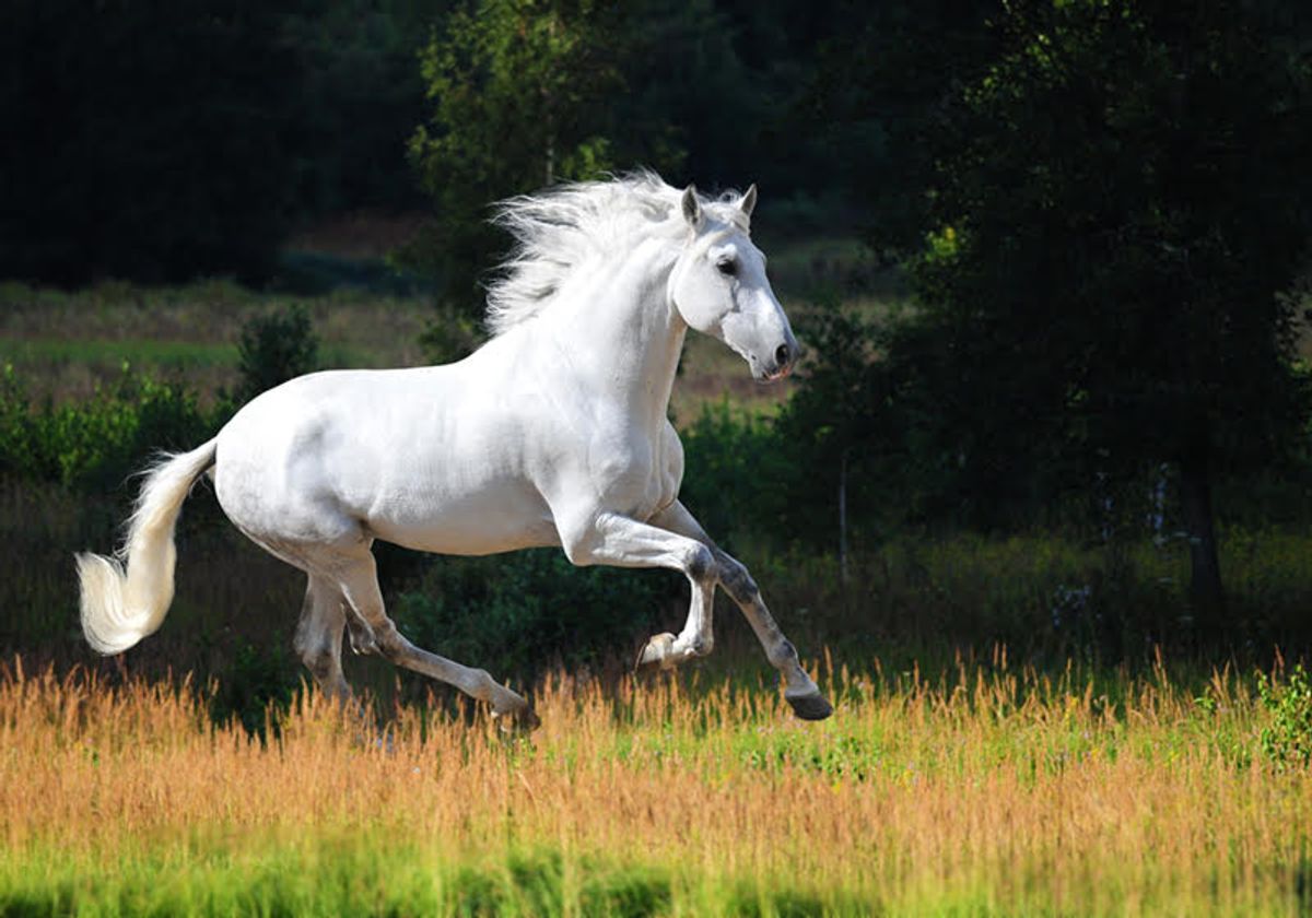 Hôm nay tuổi Ngọ sẽ đạt được những kết quả xứng đáng với những nỗ lực bạn đã bỏ ra trước đây