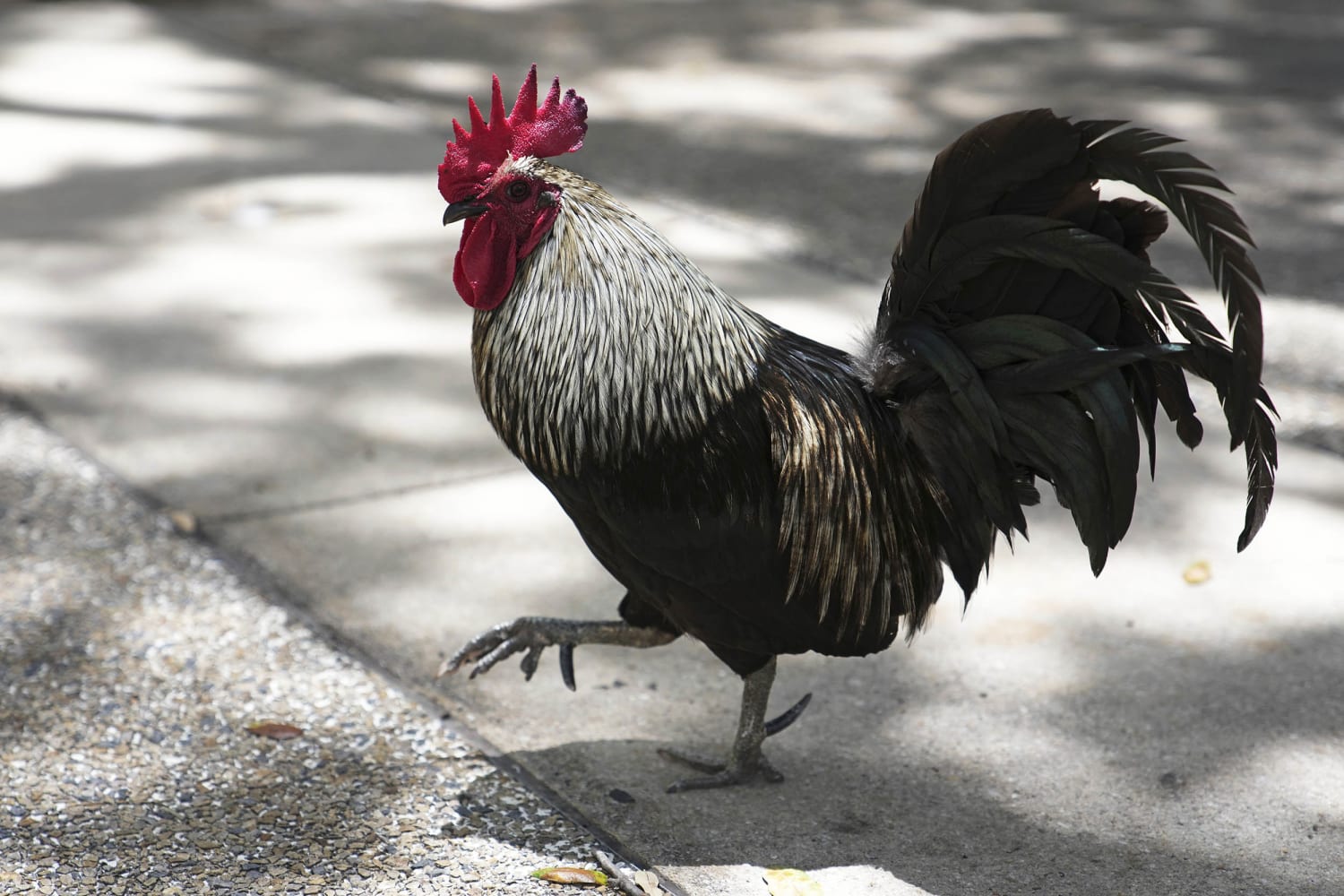 Tuổi Dậu cần thận trọng hơn trong công việc bởi có khả năng phát sinh những tình huống ngoài dự kiến khiến bạn bối rối