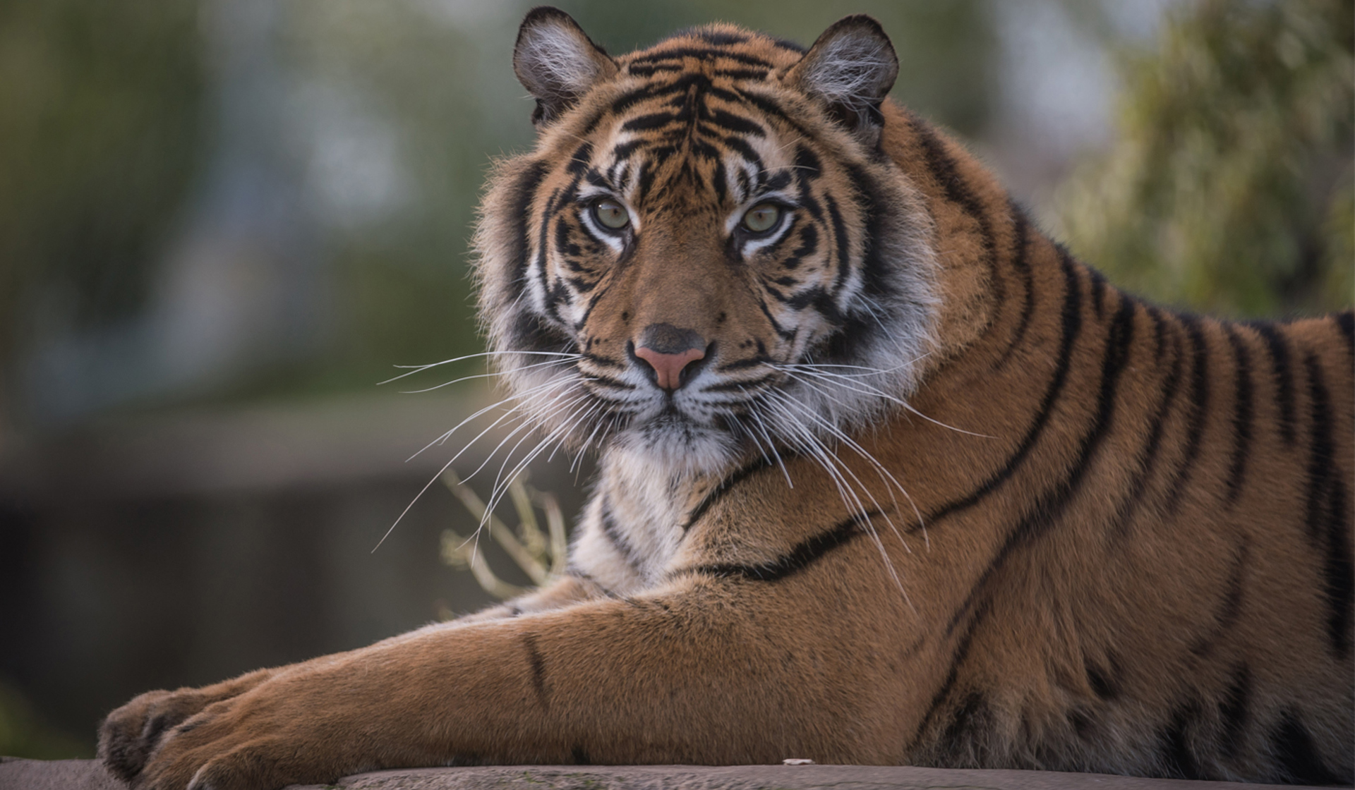 Tử vi hôm nay khuyên tuổi Dần nên tin vào chính mình, hạn chế nghe lời khuyên từ người khác