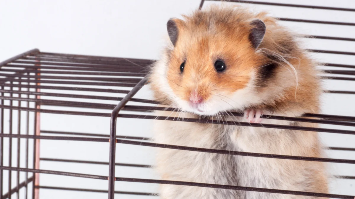 Vận trình ngày cuối tuần của tuổi Tý khá yên bình và ổn định