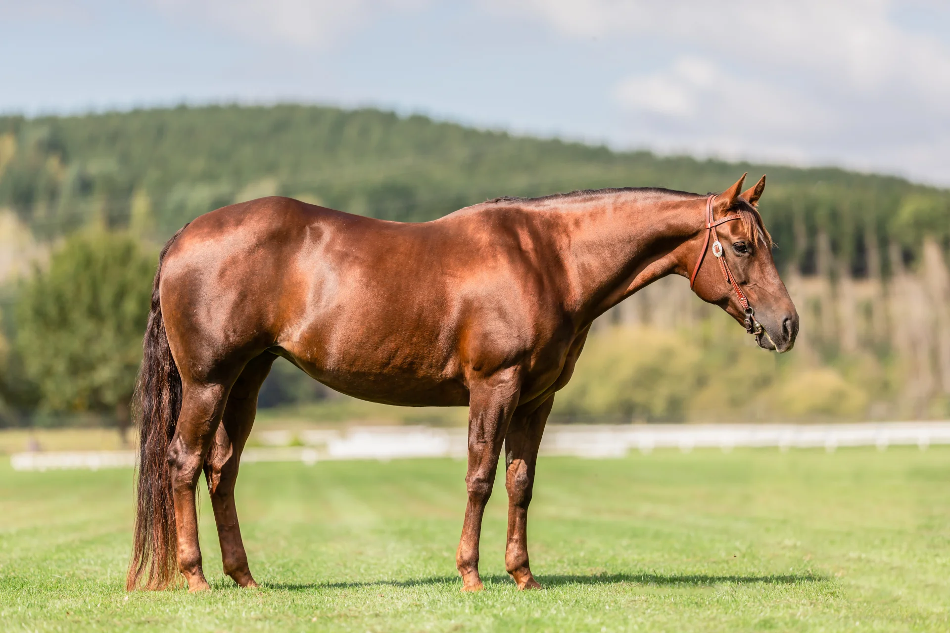 Thứ 3 này không phải là một ngày quá thuận lợi với người tuổi Ngọ
