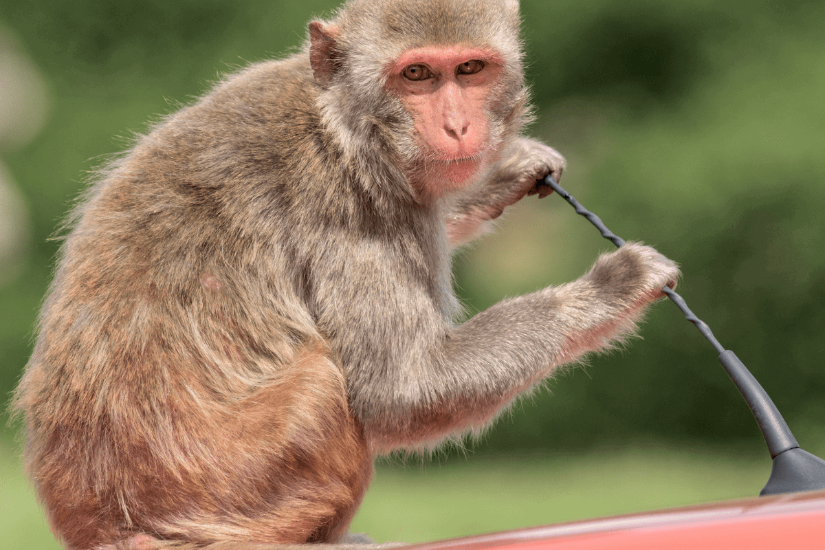 Năm 2026 vượng Hoả tượng trưng cho sự vận động và thay đổi các mối quan hệ của nữ Canh Thân 1980