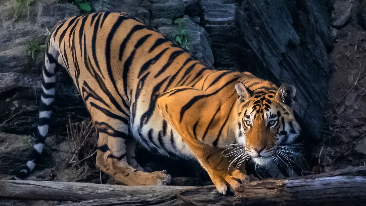 Người tuổi Dần được khuyên cần đặc biệt cảnh giác bởi có tiểu nhân đang ngầm gây cản trở cho bạn