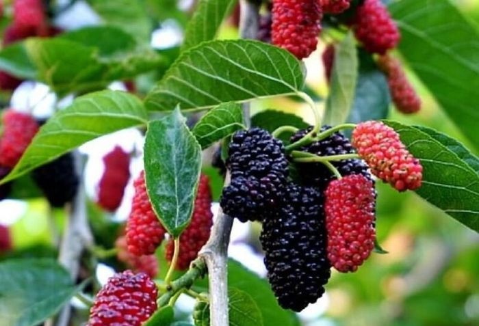 Nam Nhâm Tý sinh năm 1972 mang mệnh Mộc, nạp âm Tang Đố Mộc