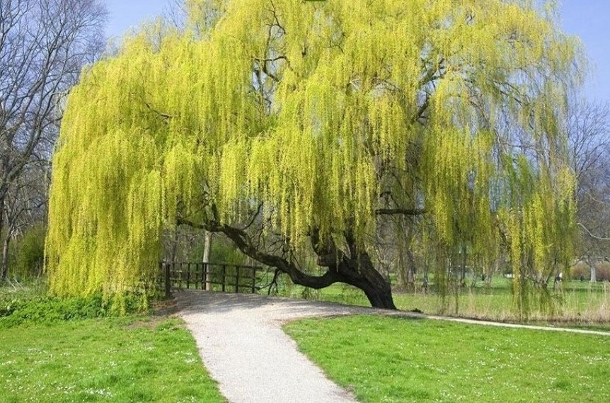 Nam sinh năm 2002 tuổi Nhâm Ngọ thuộc mệnh Dương Liễu Mộc