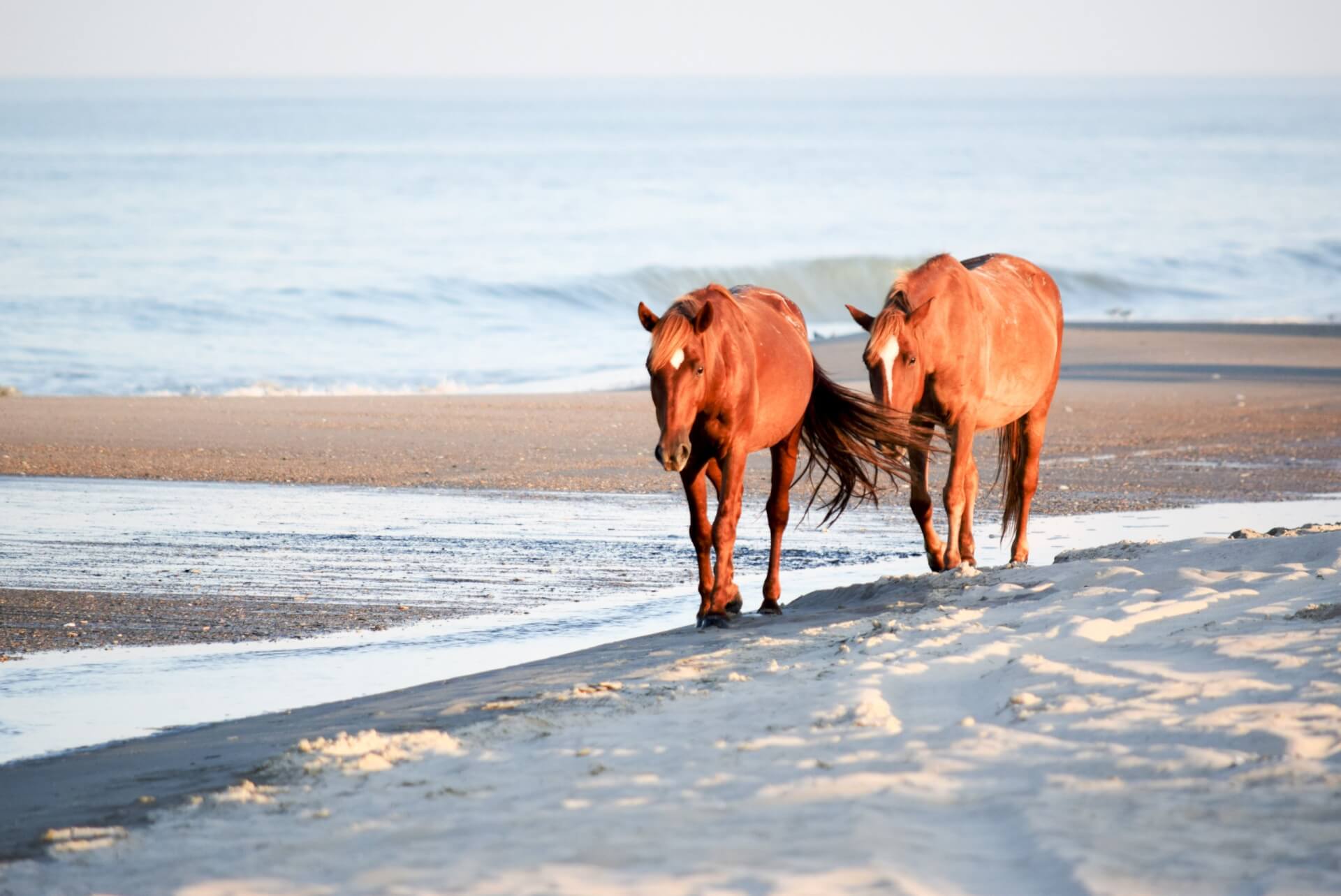 Mùng 2 Tết Bính Ngọ 2026 có tính chất trung hoà không đại cát song không phạm kiêng kỵ