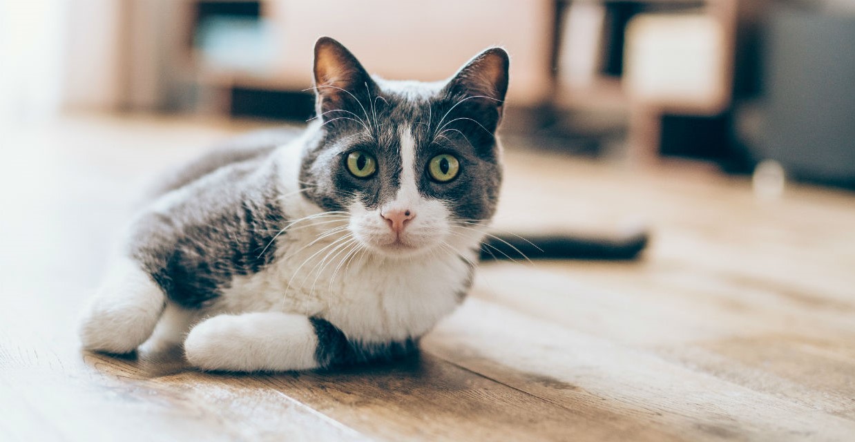 Nam Quý Mão 1963 thuộc nhóm Đông tứ mệnh