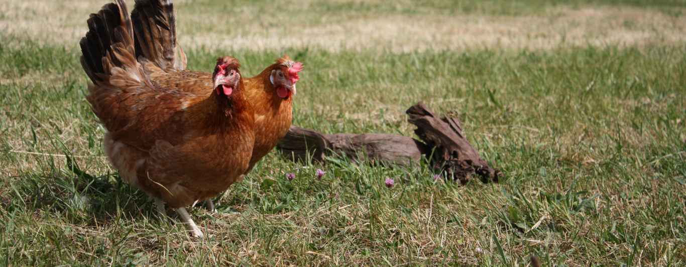 Thứ 3 này tuổi Dậu sẽ đón nhận được nhiều tin vui liên quan tới khía cạnh tài chính