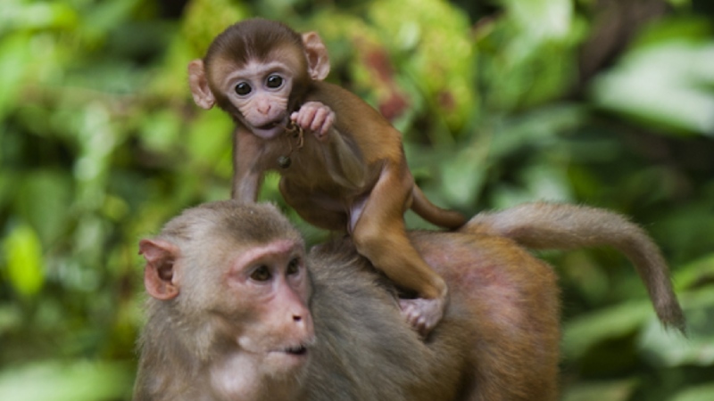 Tuổi Mậu Thân 1968 thuộc mệnh Thổ