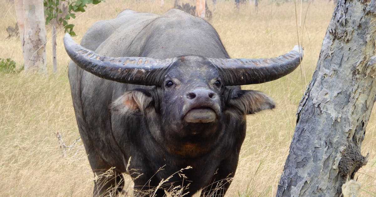 Tử vi hôm nay cho rằng tuổi Sửu có thể bị ảnh hưởng cảm xúc bởi những áp lực trong đời sống thường ngày