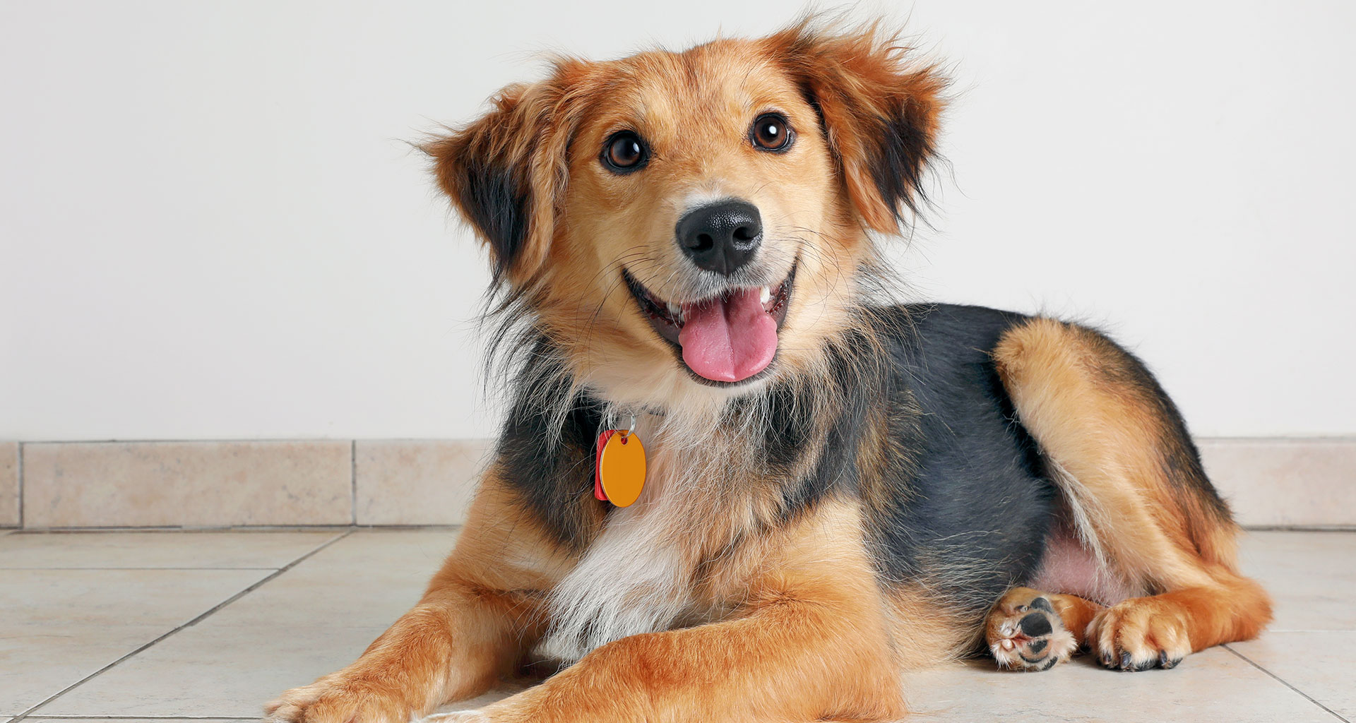 Nam Nhâm Tuất 1982 có quái mệnh Ly và thuộc nhóm Đông Tứ Mệnh