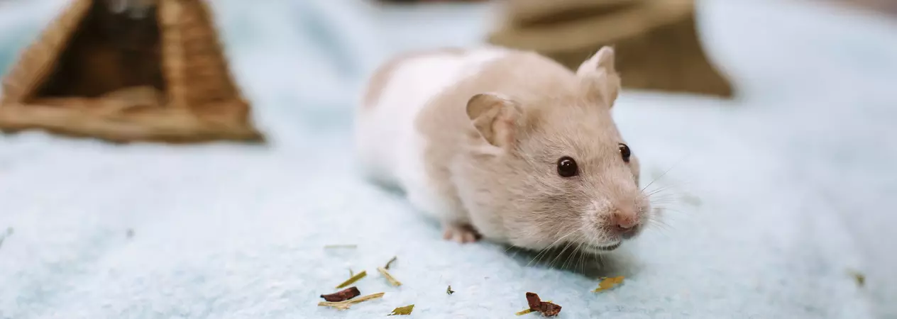 Tử vi hôm nay dự đoán rằng Chủ Nhật này sẽ là một ngày vô cùng may mắn với người tuổi Tý