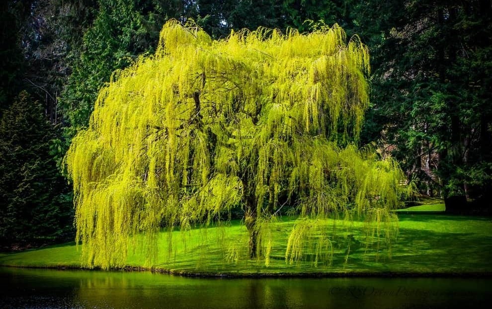 Người sinh năm 2002 Nhâm Ngọ mang mệnh Dương Liễu Mộc 