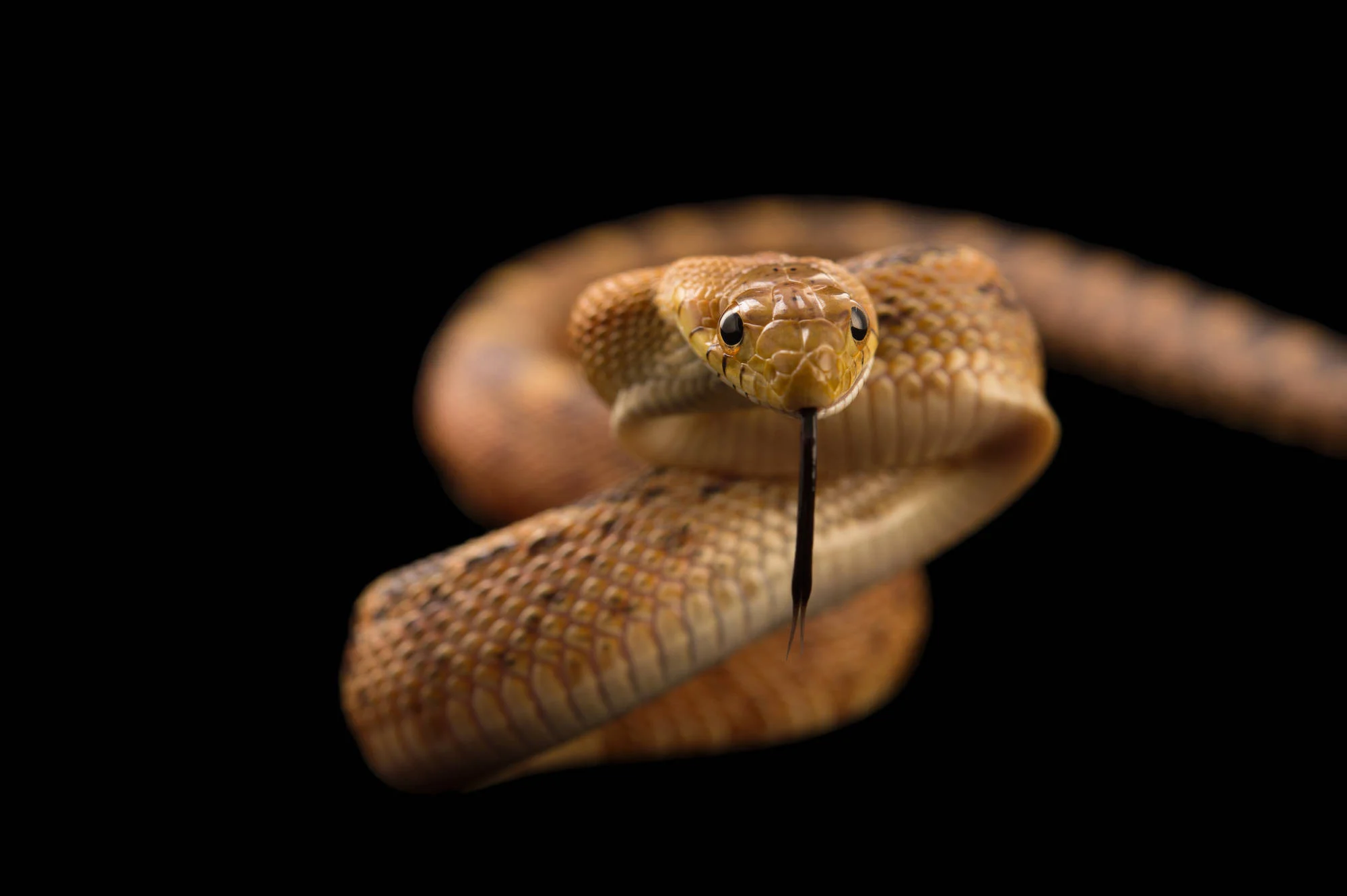 Tuổi Tỵ được khuyên nên chú ý nhiều hơn trong giao tiếp ứng xử, và đặc biệt là sức khỏe của bạn