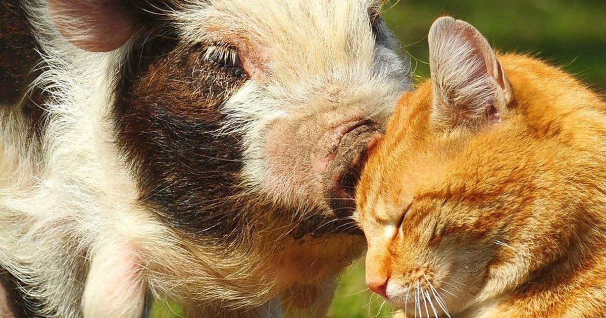 Quý Hợi, Đinh Mão, Ất Sửu là những tuổi mà Quý Hợi 1983 nên hợp tác nếu muốn làm ăn thành công và có nhiều lợi nhuận