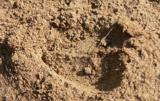 Người sinh năm 1976 Bính Thìn thuộc mệnh Sa Trung Thổ