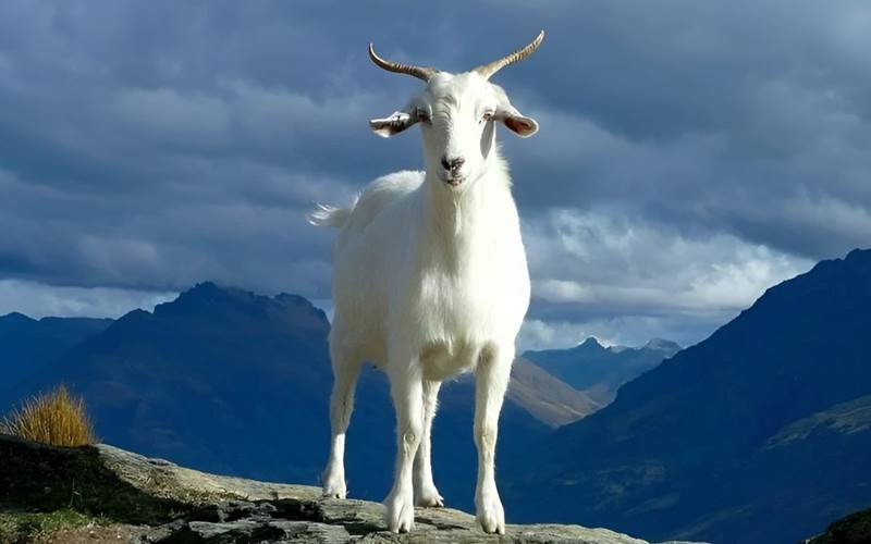 Kỷ Mùi 1979 có thể khắc chế trực tiếp đến bản mệnh của Tân Dậu 1981