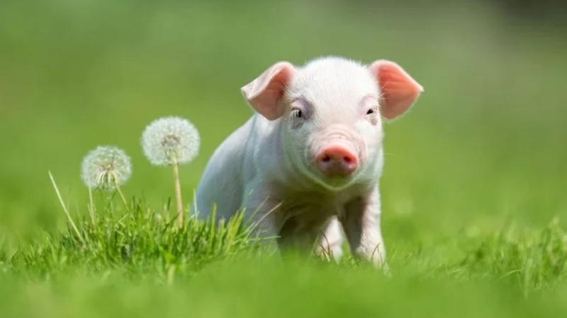 Tuổi Hợi thuộc nhóm tứ hành xung với người tuổi Canh Thân