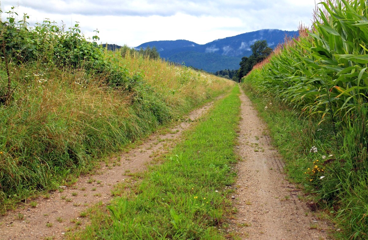 Người sinh năm 1990 thuộc tuổi Canh Ngọ, mệnh Lộ Bàng Thổ