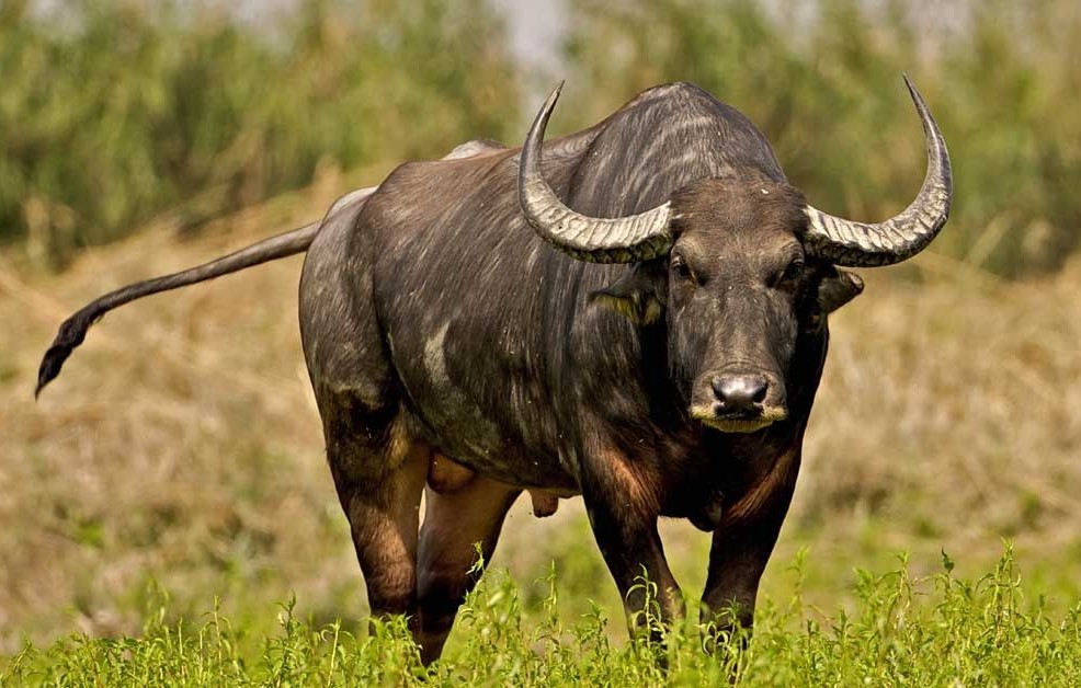 Tuổi Đinh Sửu 1997 nên đổ mái ngày nào tốt nhất 2026?