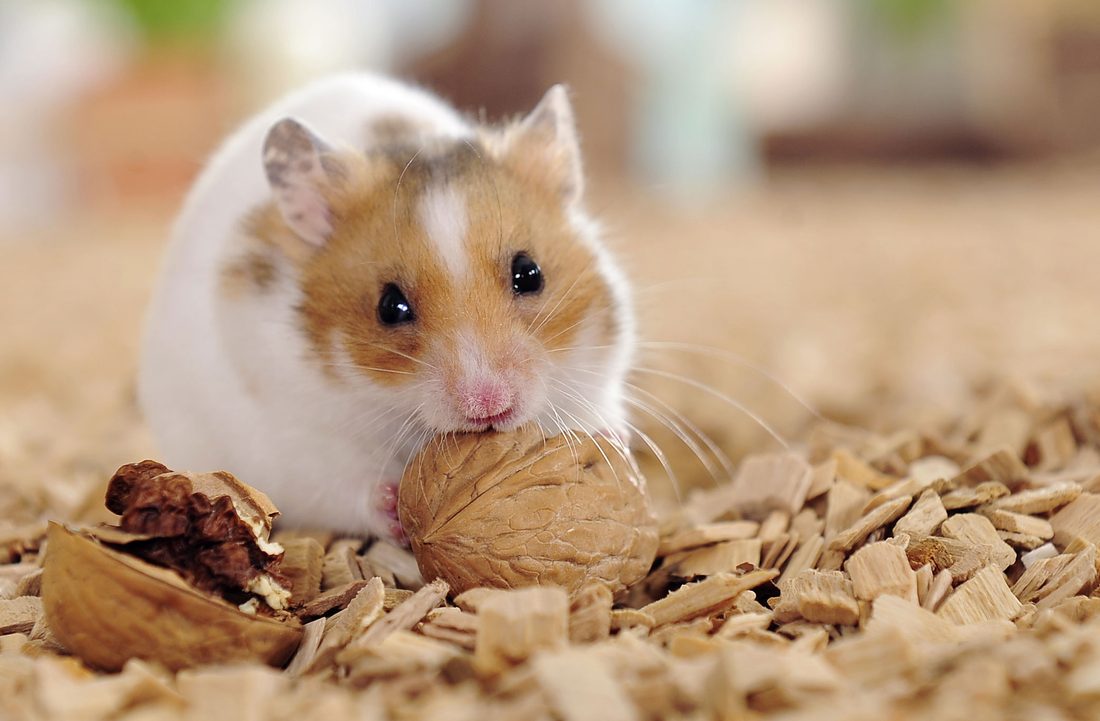 Hôm nay là một ngày khá yên bình với người tuổi Tý 