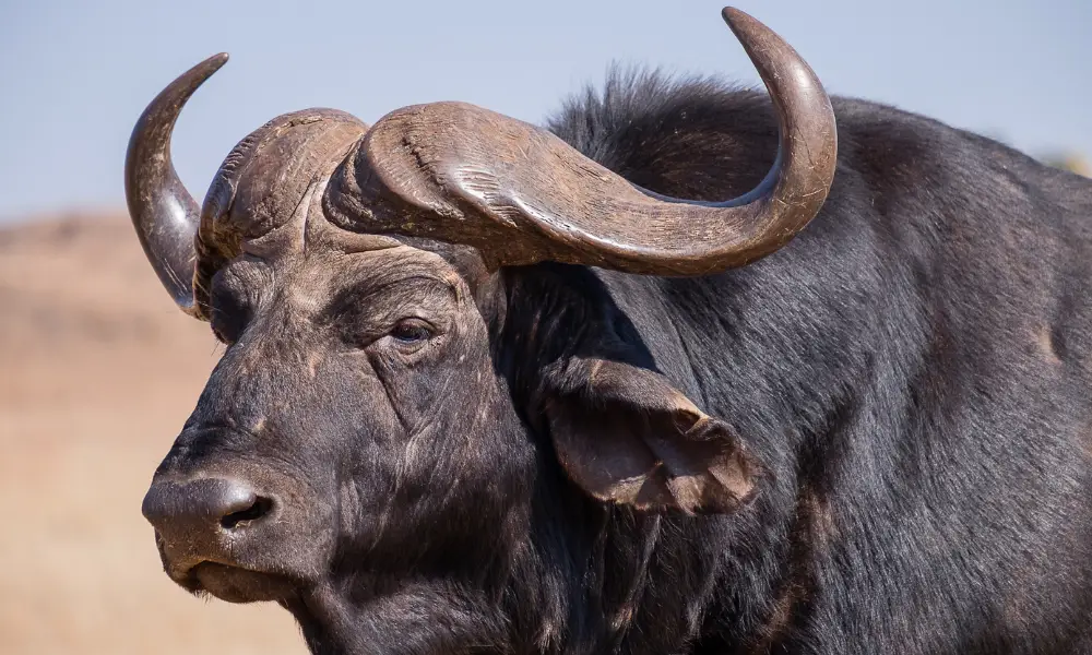 Hôm nay tuổi Sửu được quý nhân phù trợ nên đường tài lộc sẽ vô cùng hanh thông