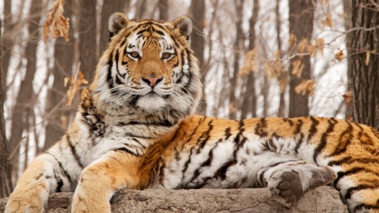 Thứ 5 này là một ngày tràn ngập tình yêu thương với người tuổi Dần 