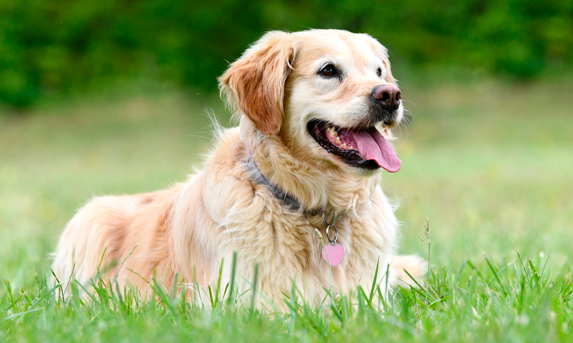 Tử vi hôm nay cho rằng con đường sự nghiệp trong ngày của tuổi Tuất sẽ diễn ra khá thuận lợi 