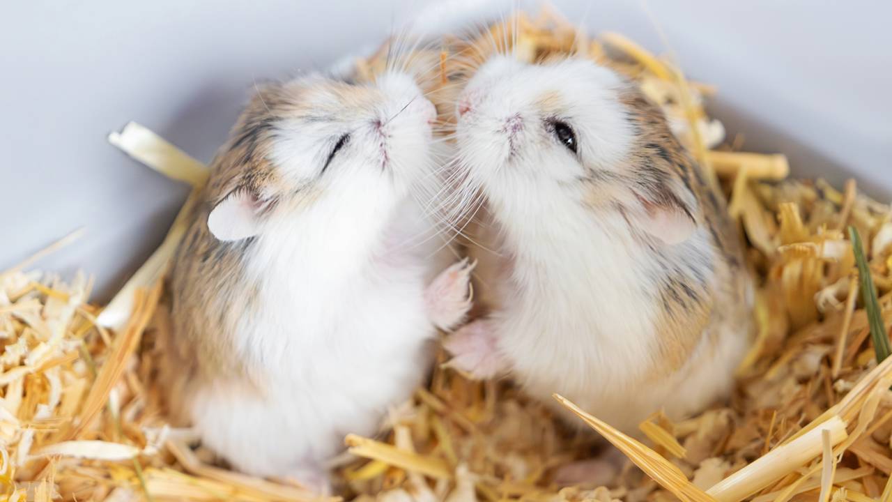 Thứ 6 này tuổi Tý được Thần Tài nâng đỡ nên chuyện làm ăn của bạn sẽ diễn ra vô cùng thuận lợi