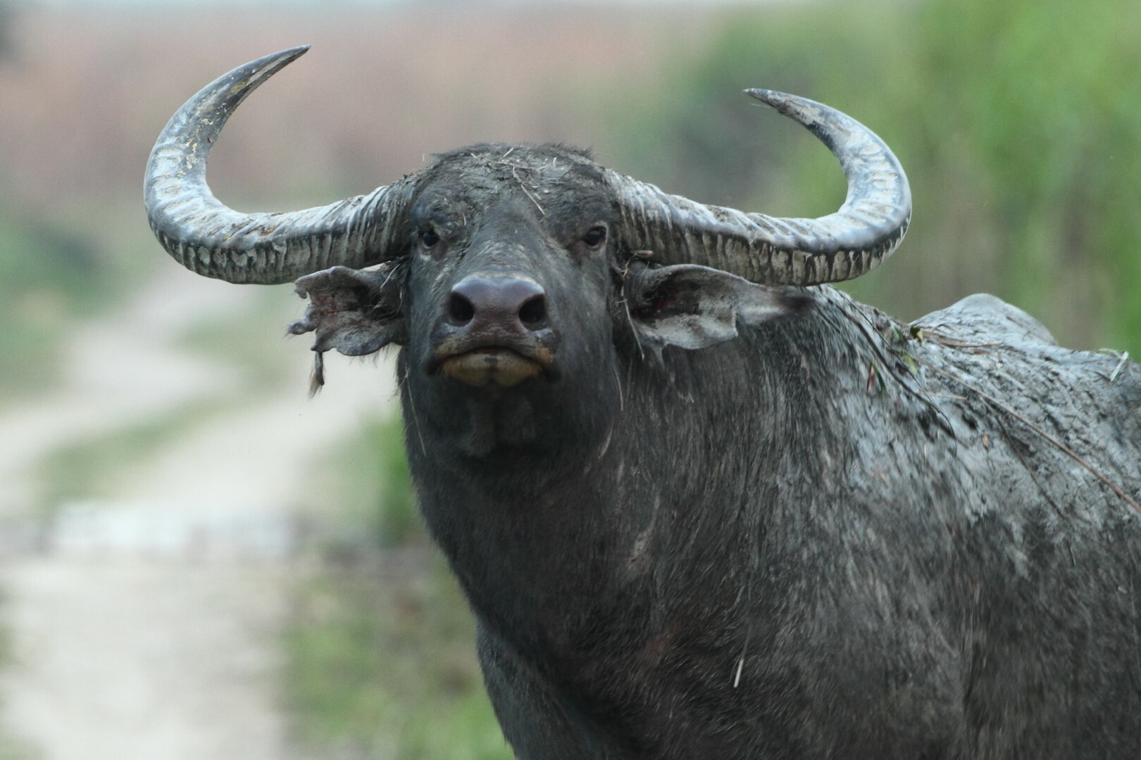 Hôm nay tuổi Sửu gặp được cục diện tam hợp nên mọi việc trong ngày của bạn đều diễn ra suôn sẻ