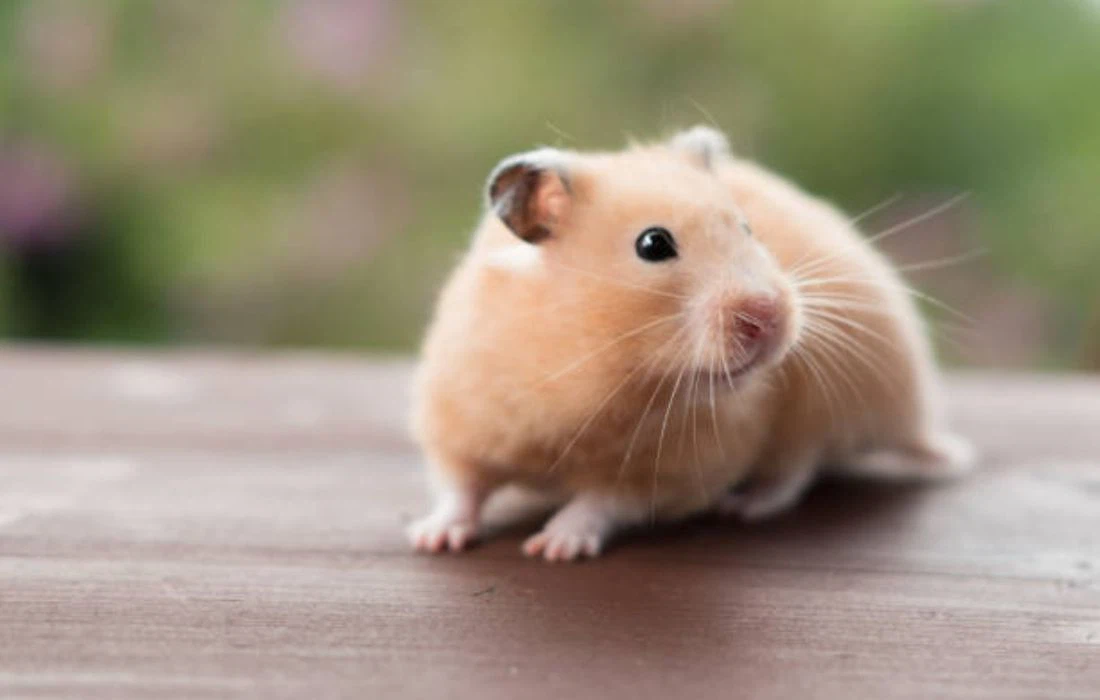 Tuổi Tý được khuyên không nên bỏ lỡ những cơ hội quan trọng để phát triển công việc kinh doanh