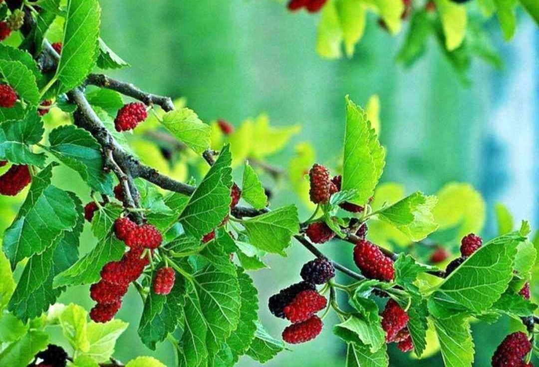 Gia chủ tuổi Nhâm Tý sinh năm 1972 thuộc mệnh Tang Đố Mộc