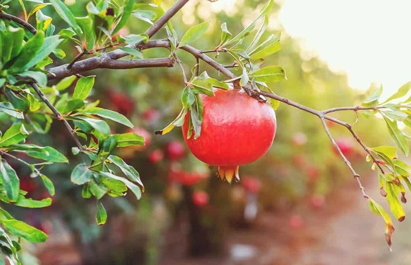 Người sinh năm 1981 thuộc tuổi Tân Dậu, ngũ hành Thạch Lựu Mộc