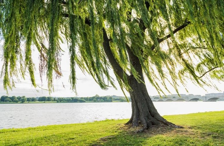 Người sinh năm 2002 thuộc tuổi Nhâm Ngọ, ngũ hành Dương Liễu Mộc