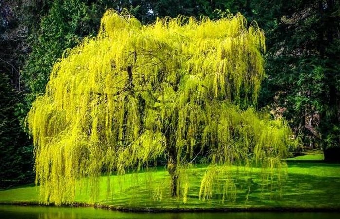 Người sinh năm Nhâm Ngọ 2002 thuộc mệnh Dương Liễu Mộc