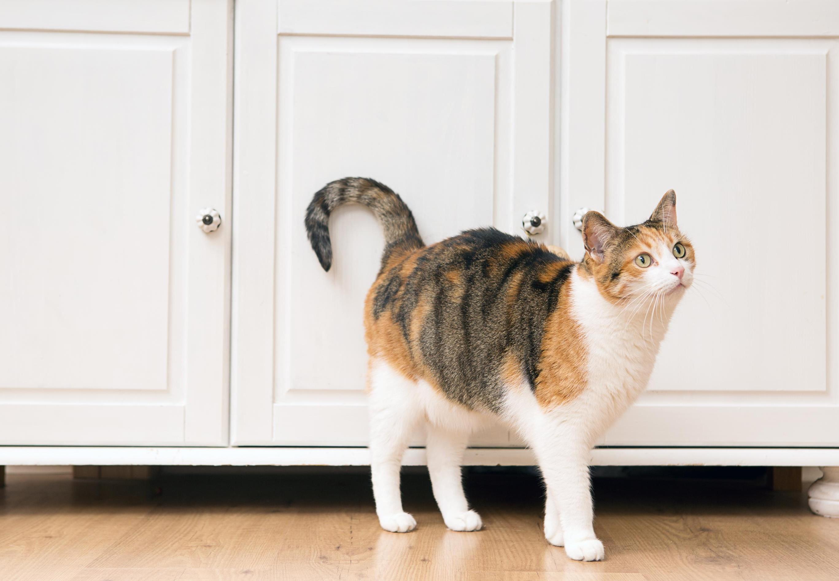 Mão nằm trong tứ hành xung Tý - Ngọ - Mão - Dậu