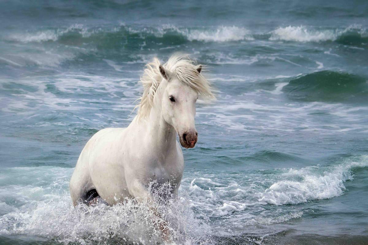 Vận trình trong ngày mang đến những tín hiệu tích cực về nhân duyên cho người tuổi Ngọ