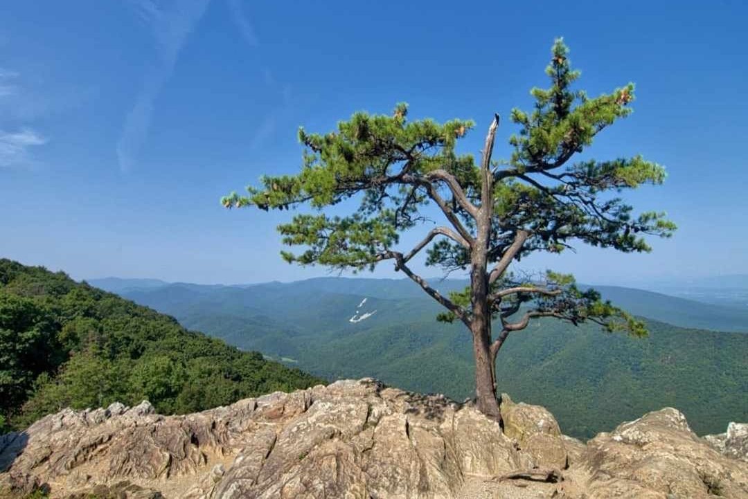 Người tuổi Canh Thân sinh năm 1980 thuộc mệnh Thạch Lựu Mộc