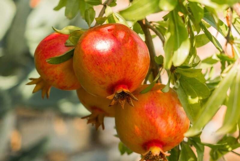 Người tuổi Canh Thân sinh năm 1980 thuộc mệnh Thạch Lựu Mộc