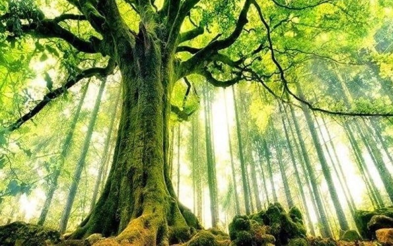 Người tuổi Kỷ Tỵ sinh năm 1989 thuộc mệnh Đại Lâm Mộc