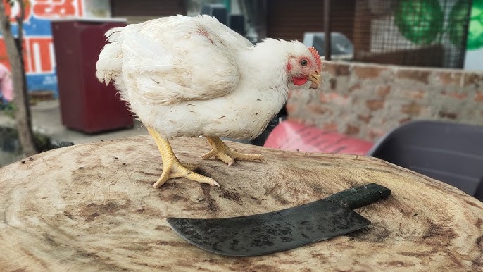  Thứ 5 này là một ngày khá may mắn và thuận lợi với người tuổi Dậu