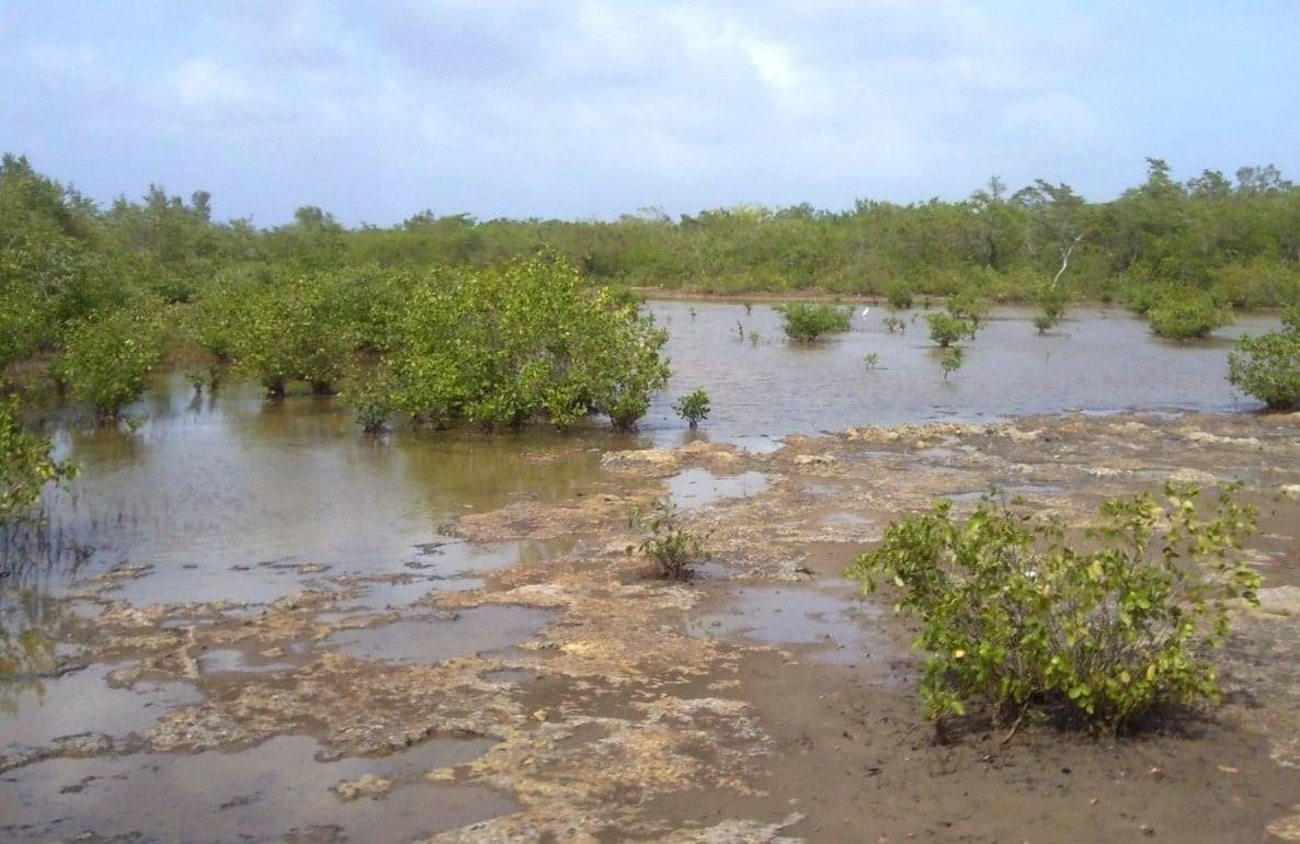 Gia chủ sinh năm Kỷ Dậu 1969 thuộc mệnh Đại Trạch Thổ